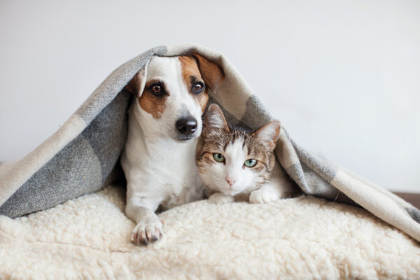 shutterstock 1043814685 600x400 1